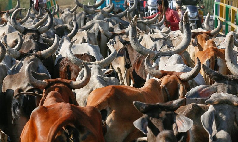 Cow Should Be Declared National Animal; Cow Protection Be Made Fundamental Right of Hindus: Allahabad High Court